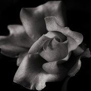 欣赏《花韵》点评全球十佳摄影师大奖作品