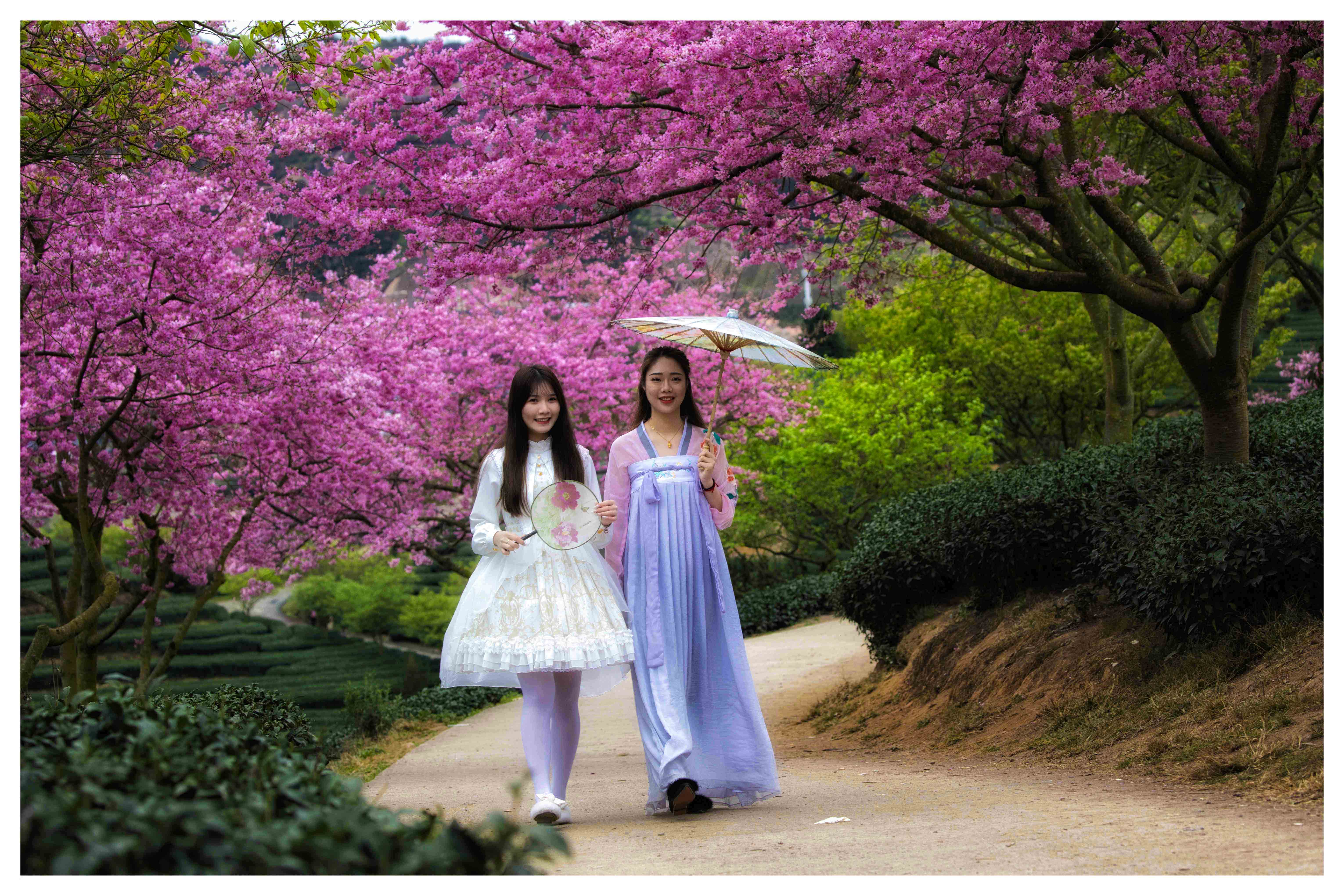 南京有一座“樱洲花海”，此时已到樱花盛放期，烂漫樱花梦回金陵|玄武湖公园|樱花|长廊_新浪新闻
